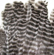 ������� ���� Hen feathers ������ �����
